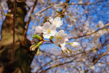 東京都 目黒川 川沿いの桜