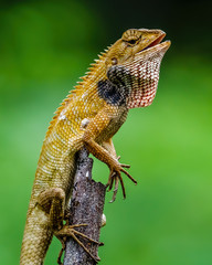 Great shot of chameleon with blurry background shot at Malacca Malaysia