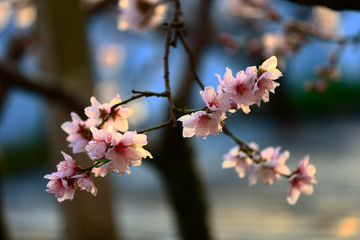 In full bloom in the peach blossom