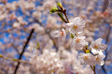 東京都 目黒川 川沿いの桜