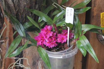 Dendrobium Hibiki, orchid collection.  Dendrobium laevifolium