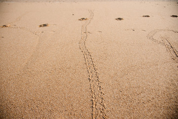 a baby turtles footprint on the beach Australia Queensland Bundaberg beauty in nature protection