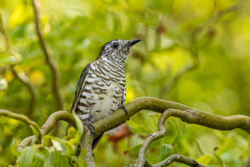 Shining Bronze Cuckoo in New Zealand