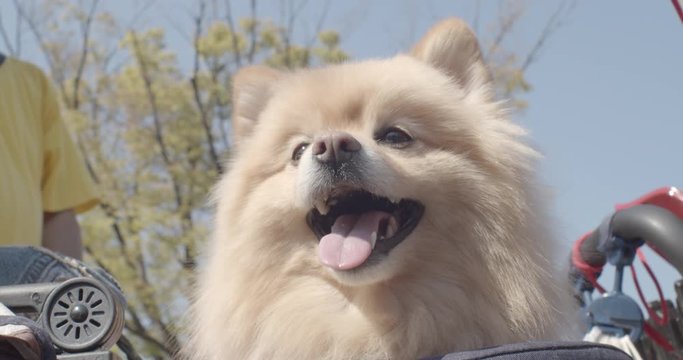 Happy Chihuahua Pomeranian mix dog in the park panting on a sunny day Harajuku, Tokyo, Japan, Asian 4K DCI cinematic slow motion