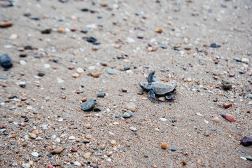 Baby turtle hatching and walking on the beach to ocean new life beauty in nature environment Bundaberg Queensland Australia hard life