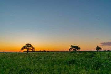 Fototapeta premium Atardecer de Campo, Algarrobo tapando el Sol