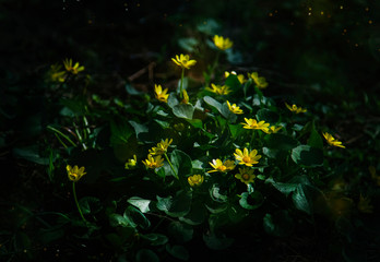Fototapeta na wymiar Spring background with beautiful yellow flowers, dark mood
