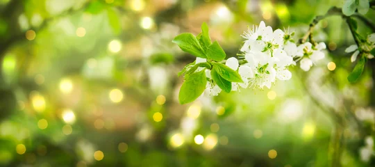Fotobehang Mooie bloemen lente abstracte achtergrond van de natuur. Takken van bloeiende kersen met zachte focus op zachte lichtgroene achtergrond. Wenskaarten met kopieerruimte © 5ph