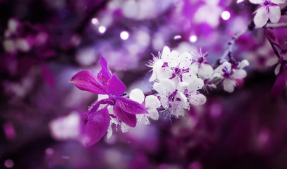 Beautiful floral spring abstract background of nature. Branches of blossoming cherry with soft focus on purple background. Greeting cards with copy space