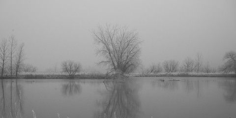 Fototapeta premium Trees around a pond in winter