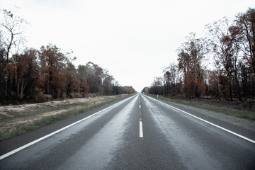 Fototapeta na wymiar road in forest with bush fired trees Australia