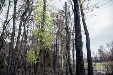 after bushfire trees burnt out in the forest Australia disaster global warming new leaves growing