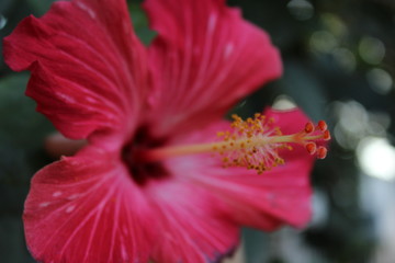 Fototapeta na wymiar closeup of red flower