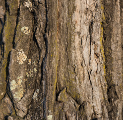 Texture of gray tree bark with green moss.