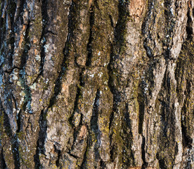 Texture of gray tree bark with green moss.