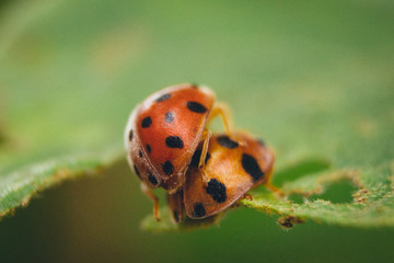 rare picture of a ladybugs couple making love on green leaf