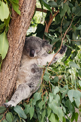 koala in a tree  funny sleeping style in a tree Australia zoo summer