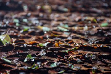 Drops of water on the roof made with leaves