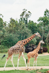 two giraffes in Australia zoo couple