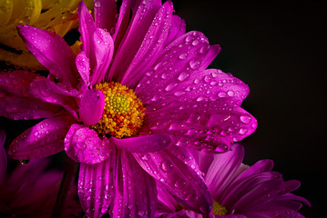 Beautiful pink daisy with water droplets on a black background