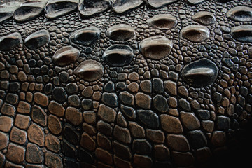 crocodile skin texture