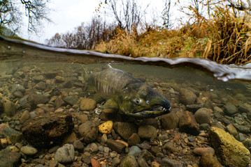 Chum Salmon Split