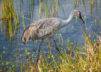 This image shows a wild Sandhill Crane Antigone Canadensis bird walking through marsh wetland...