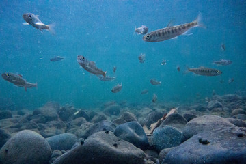 Fototapeta na wymiar Fish in the River