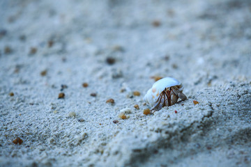 Hermit crab on the beach at Surin Islands, Phang Nga, Thailand.