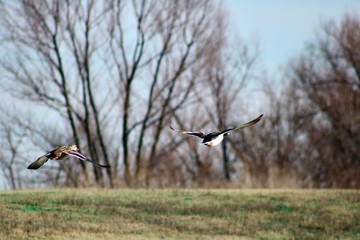 Ducks and Birds near a Lake