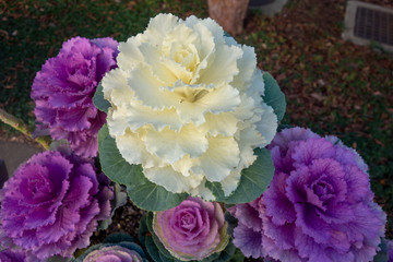 2月の白と紫の葉牡丹