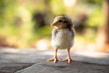 cute chick on wooden with light nature backdrop. chicken one day old.