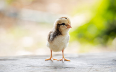 cute chick on wooden with light nature backdrop. chicken one day old.