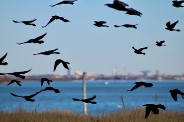 Flock of birds roaming across Lewisville Lake