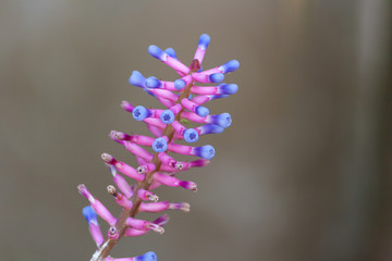 Close up of pink and purple flower