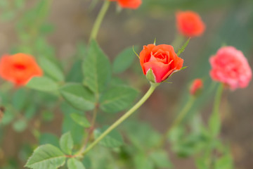 Obraz premium close up of red fairy rose
