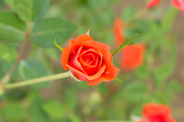 close up of red fairy rose