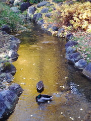 鴨と秋の小川