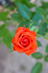 close up of red fairy rose
