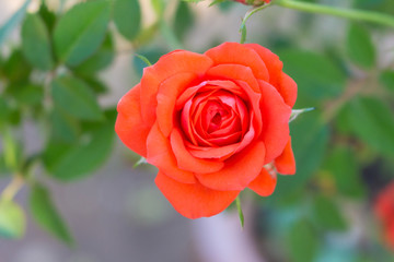 close up of red fairy rose