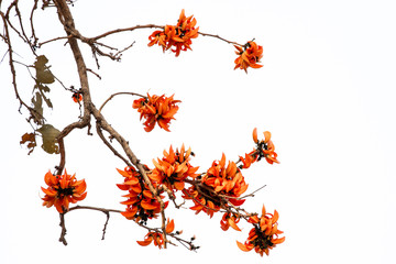 Butea Monosperma or palash flower of southeast asia on white background. Plaso monosperma, Butea frondosa, Erythrina monosperma.