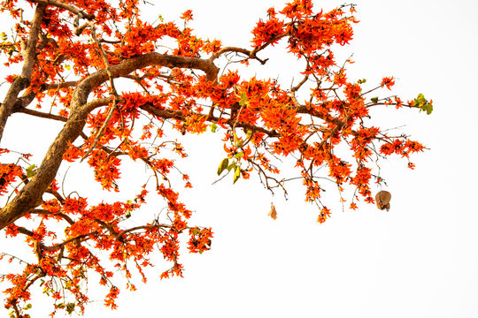 Butea Monosperma or palash flower of southeast asia on white background. Plaso monosperma, Butea frondosa, Erythrina monosperma.