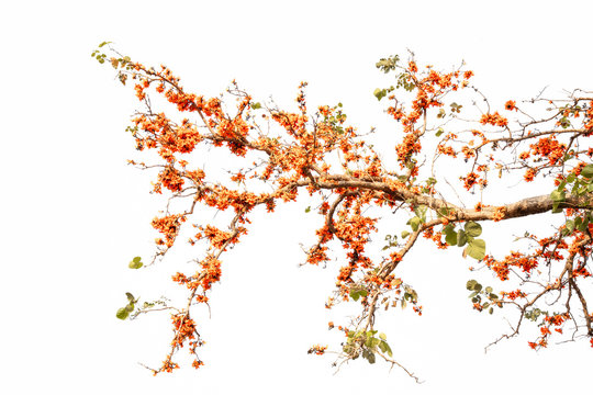 Butea Monosperma or palash flower of southeast asia on white background. Plaso monosperma, Butea frondosa, Erythrina monosperma.
