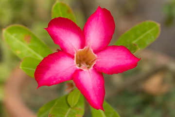 Close up red pink Adenium in the garden morning