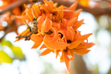 Butea Monosperma or palash flower of southeast asia from nature. Plaso monosperma, Butea frondosa,...