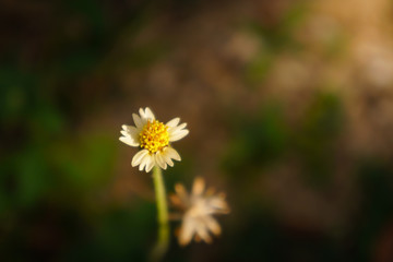 Obraz premium floral summer spring background conceptual. close up on flowers against blurry background. focusing on flowers. soft focus. free copy space. colourful artisitic images