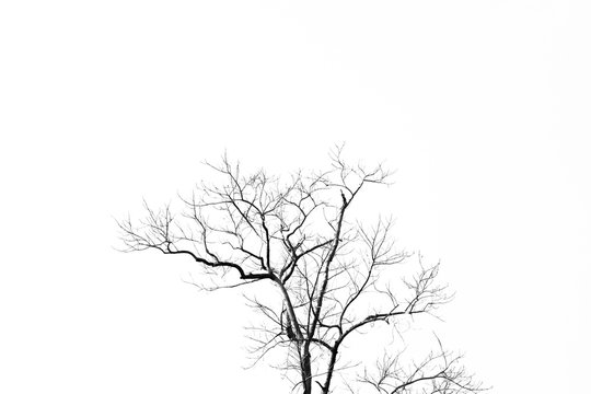 Tree branch, sticks tree branch from nature isolated on white background.