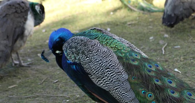 A group of beautiful male peacocks resting