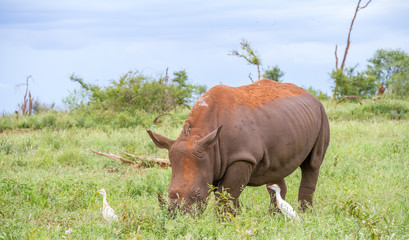 Fototapeta premium White rhino grazing on the African savanna together with cattle egrets and a red-billed oxpecker image in horizontal format