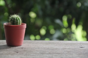 little cactus in flowerpot on wood with blurred background